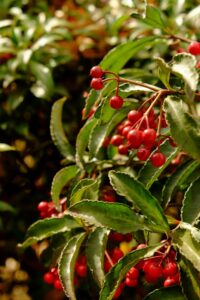 Red winter berries among green leaves